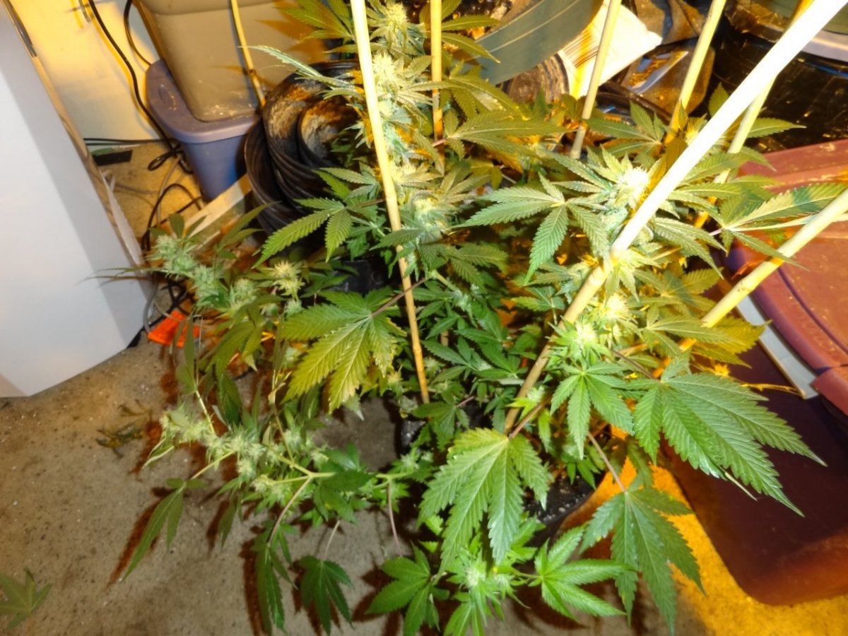 After sesh garden pics 022
