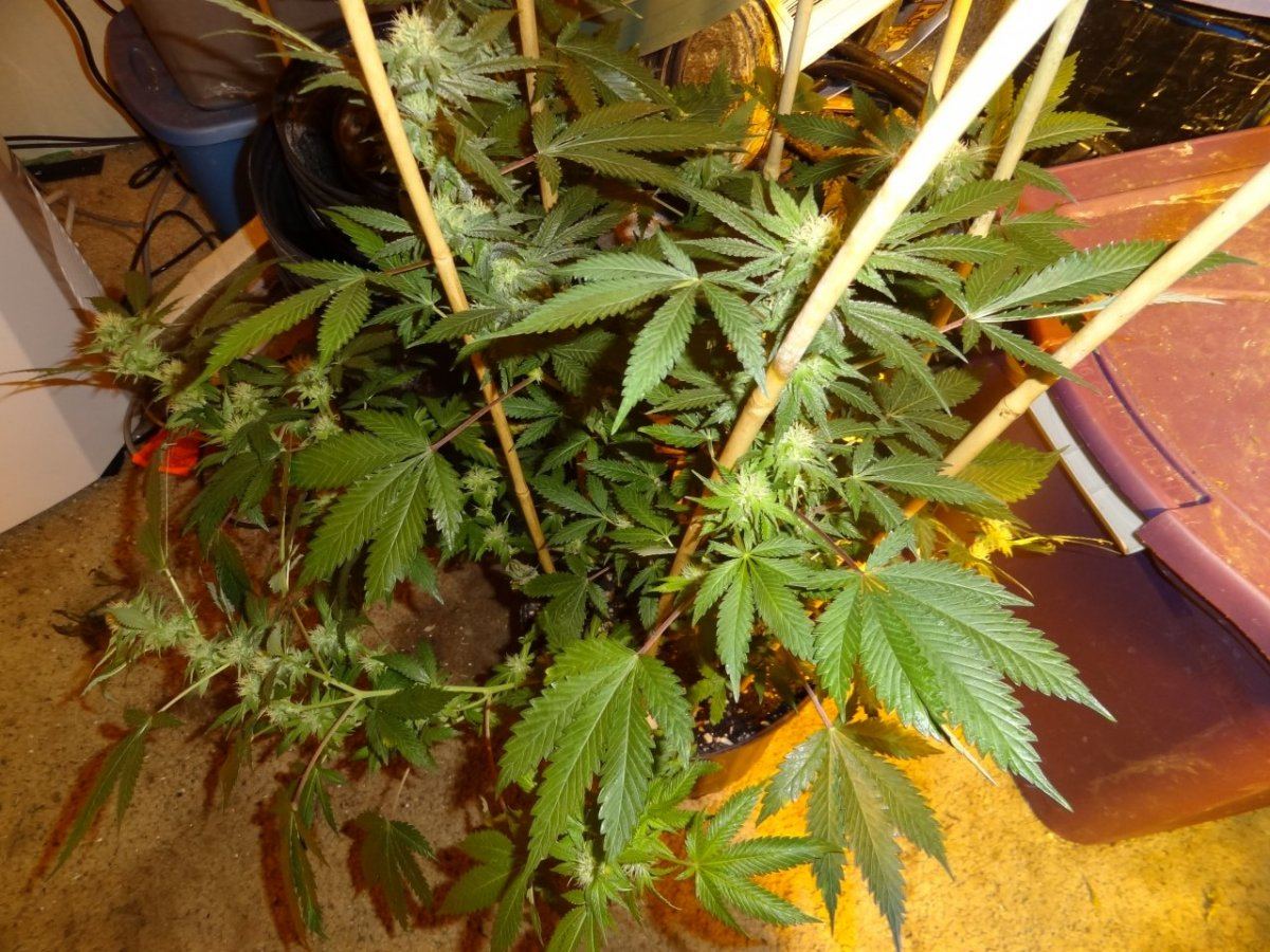 After sesh garden pics 025