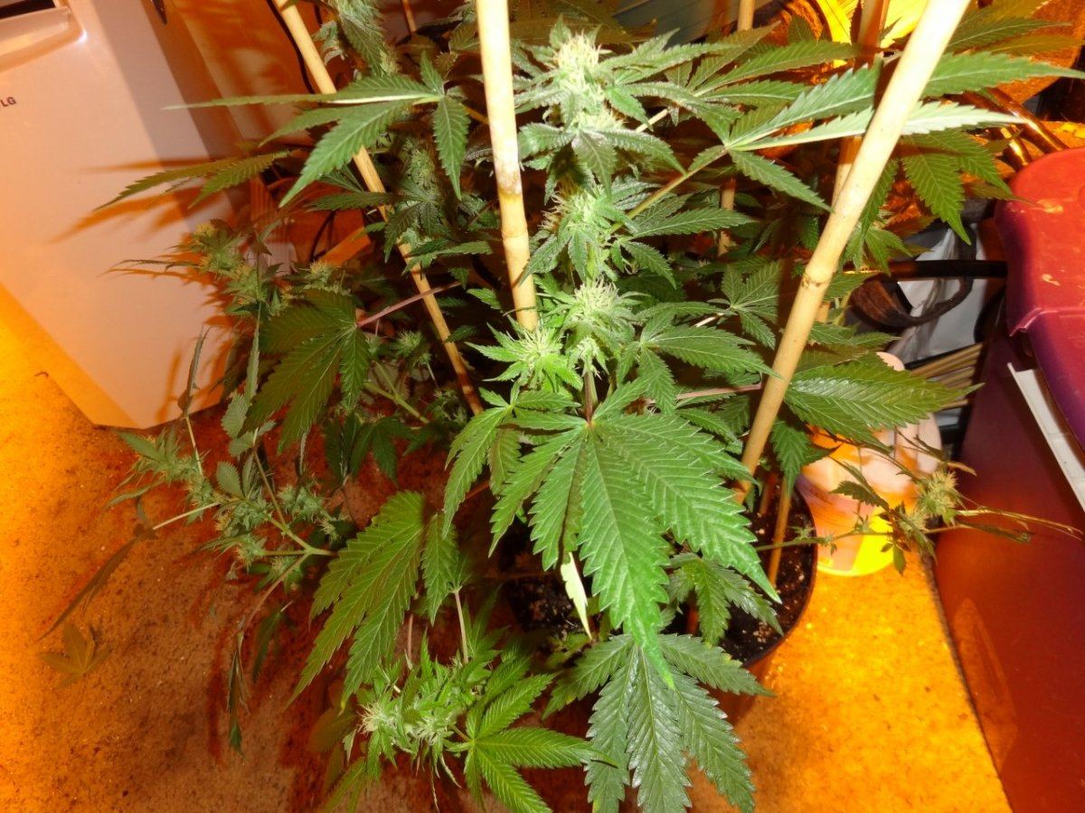 After sesh garden pics 026