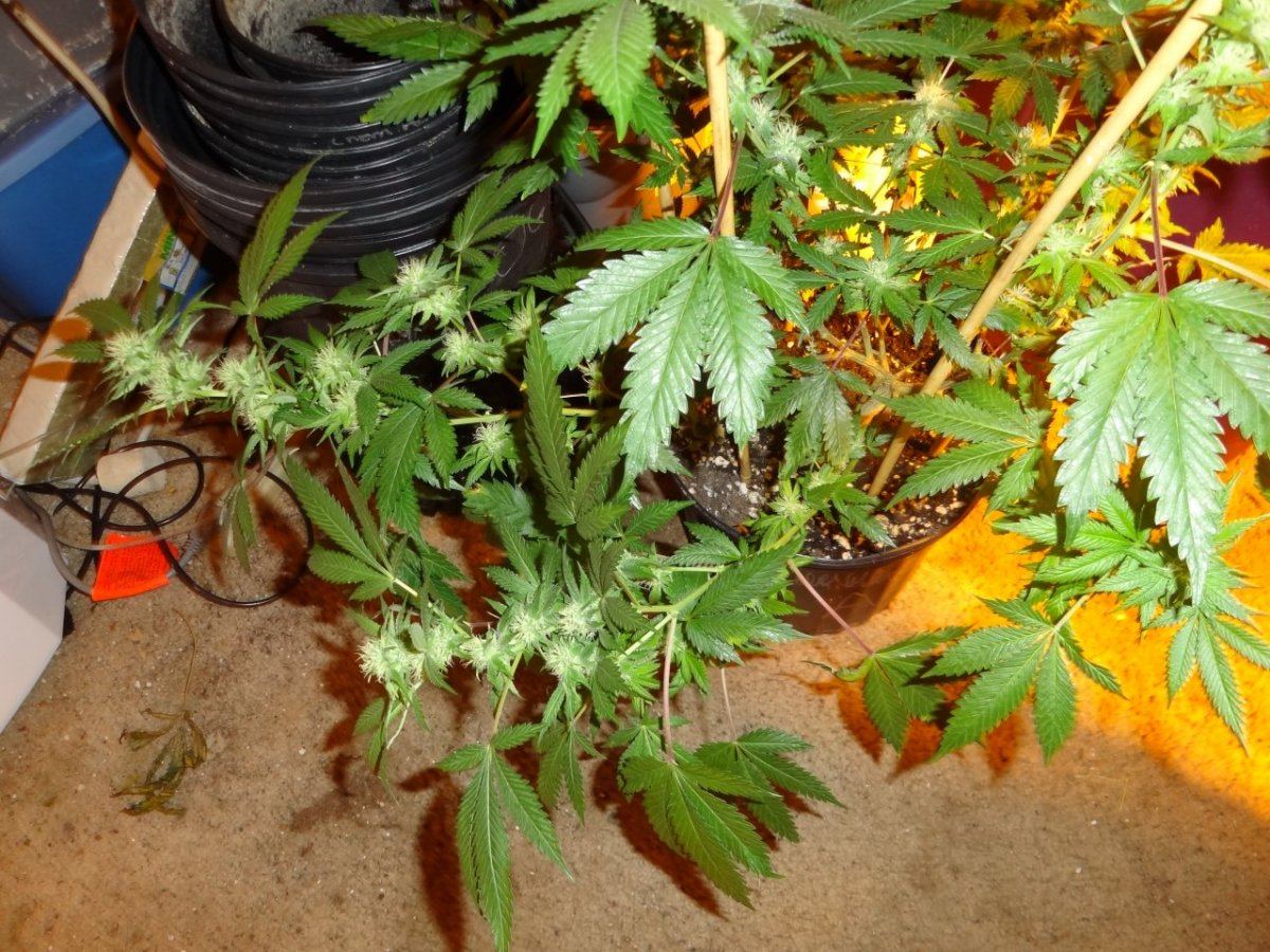 After sesh garden pics 027