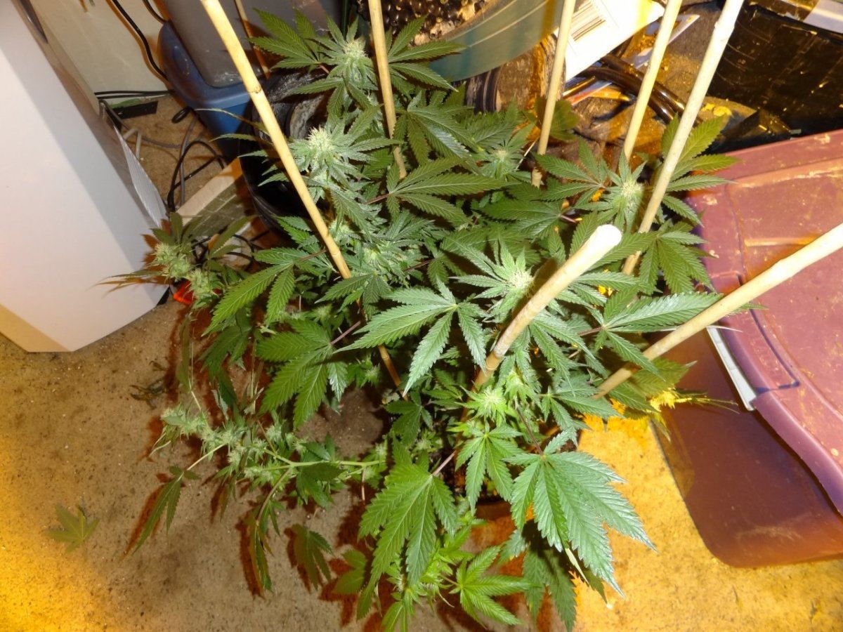After sesh garden pics 028