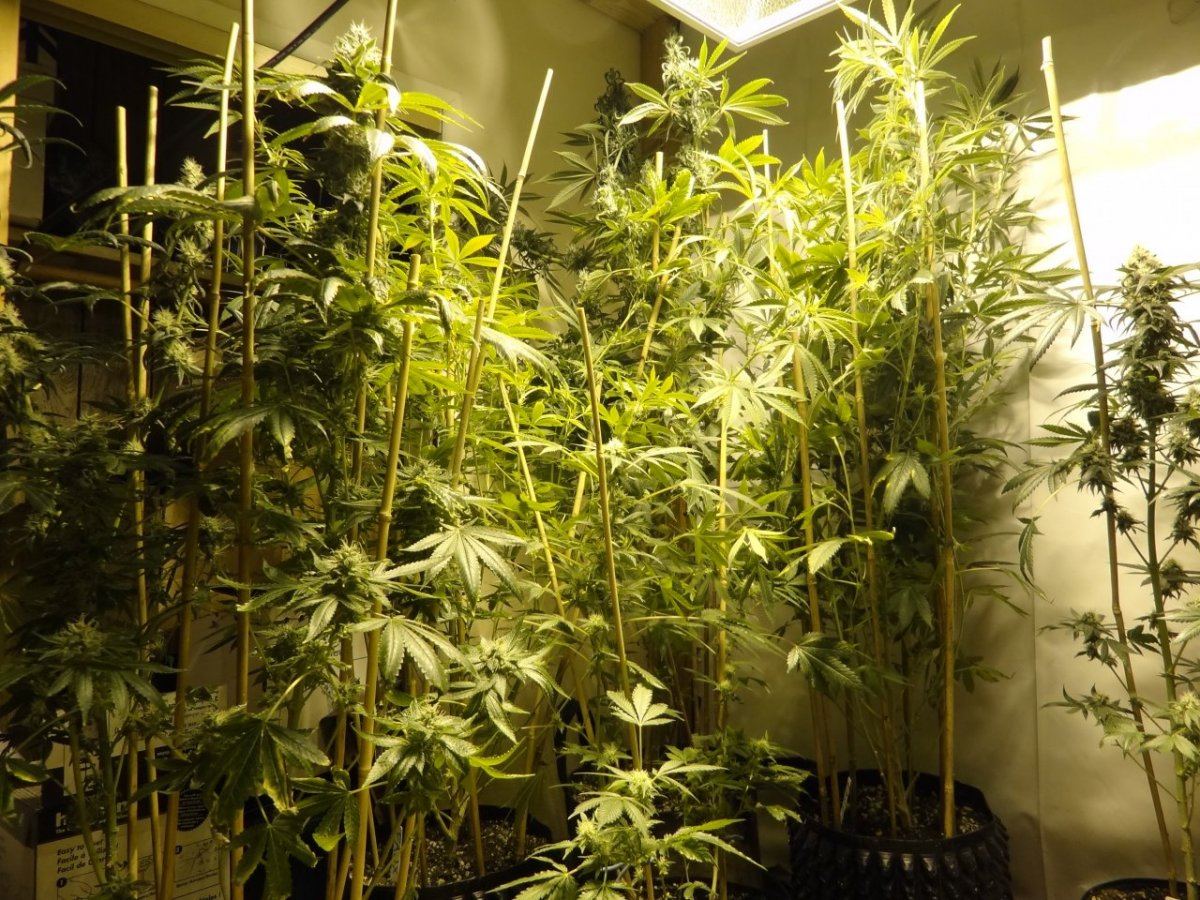 After sesh garden pics 032