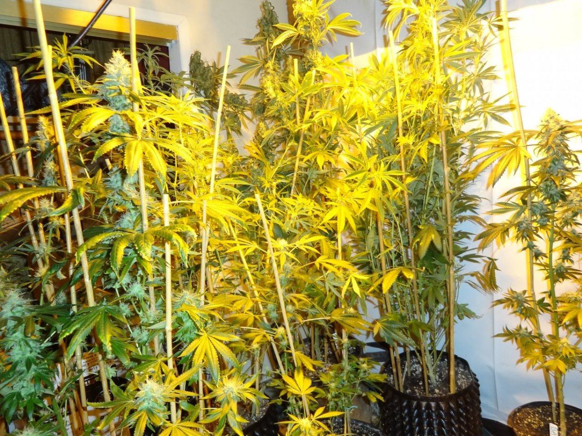 After sesh garden pics 033