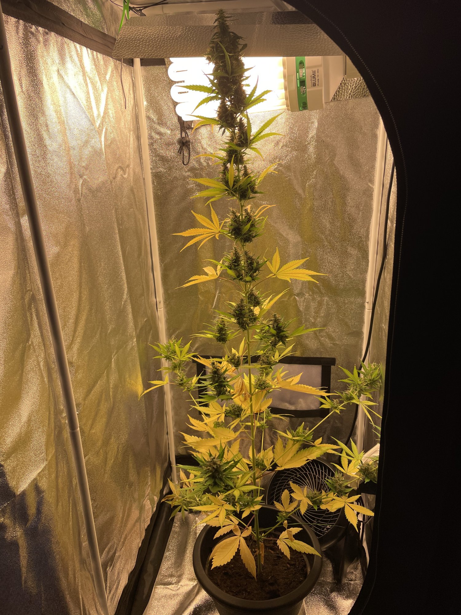 After some expertise   my auto flowering blue treacle is nearing harvest 2