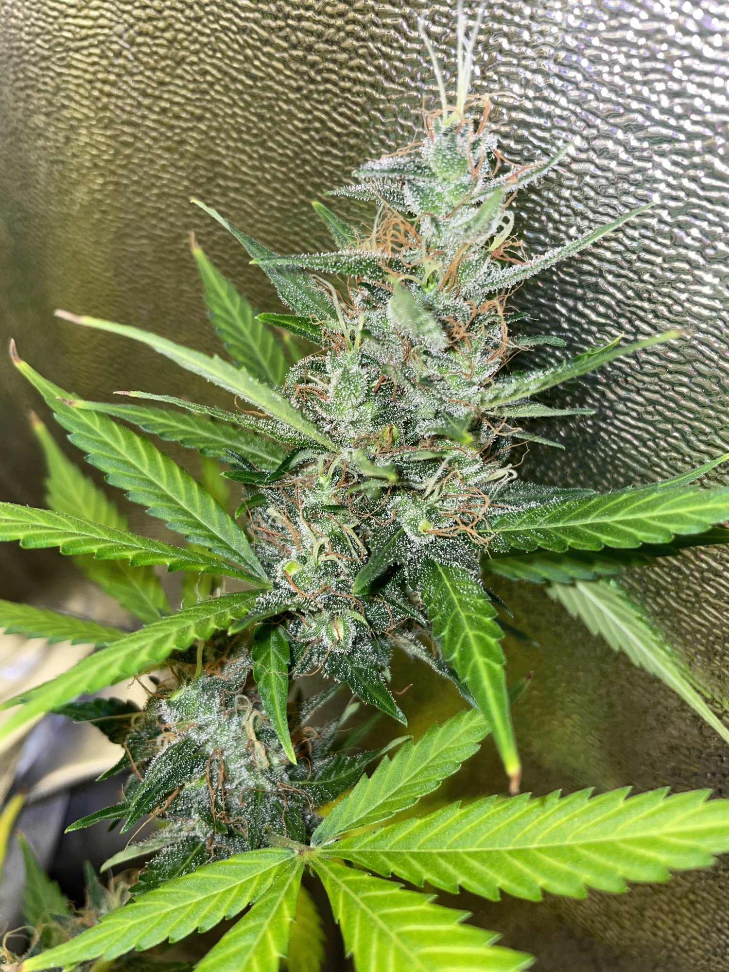 After some expertise   my auto flowering blue treacle is nearing harvest 5