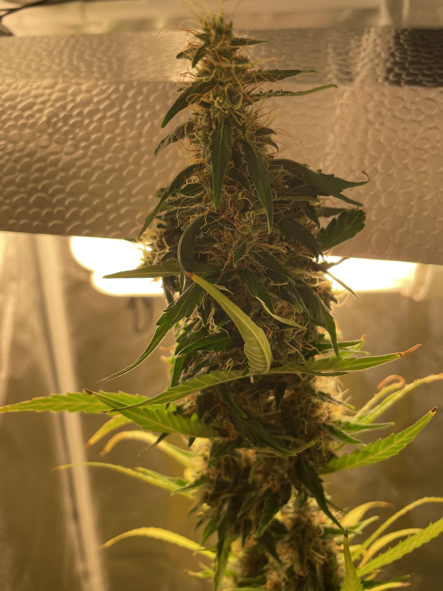 After some expertise   my auto flowering blue treacle is nearing harvest 7
