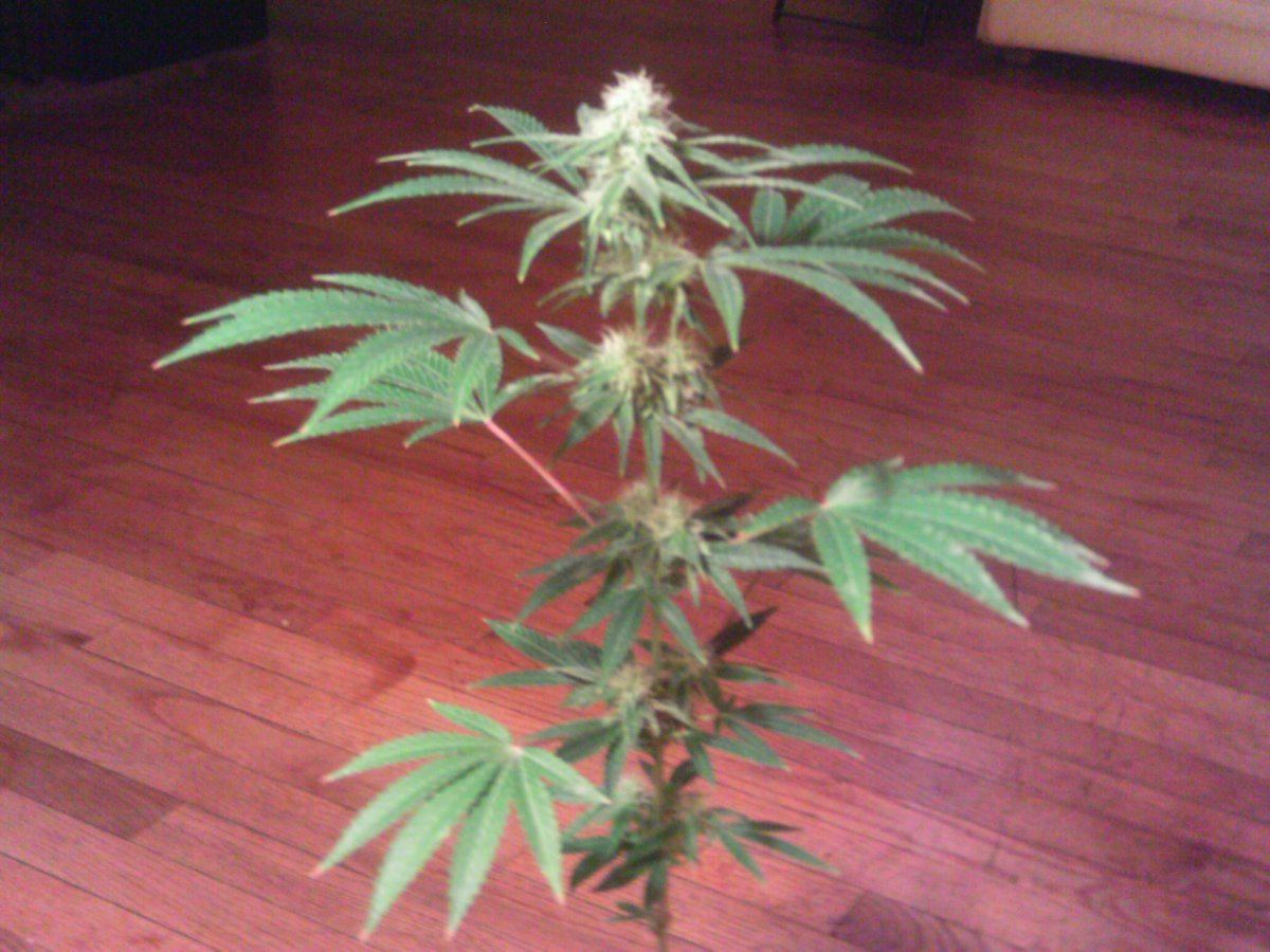 Afternoon delight3weekssugardipped