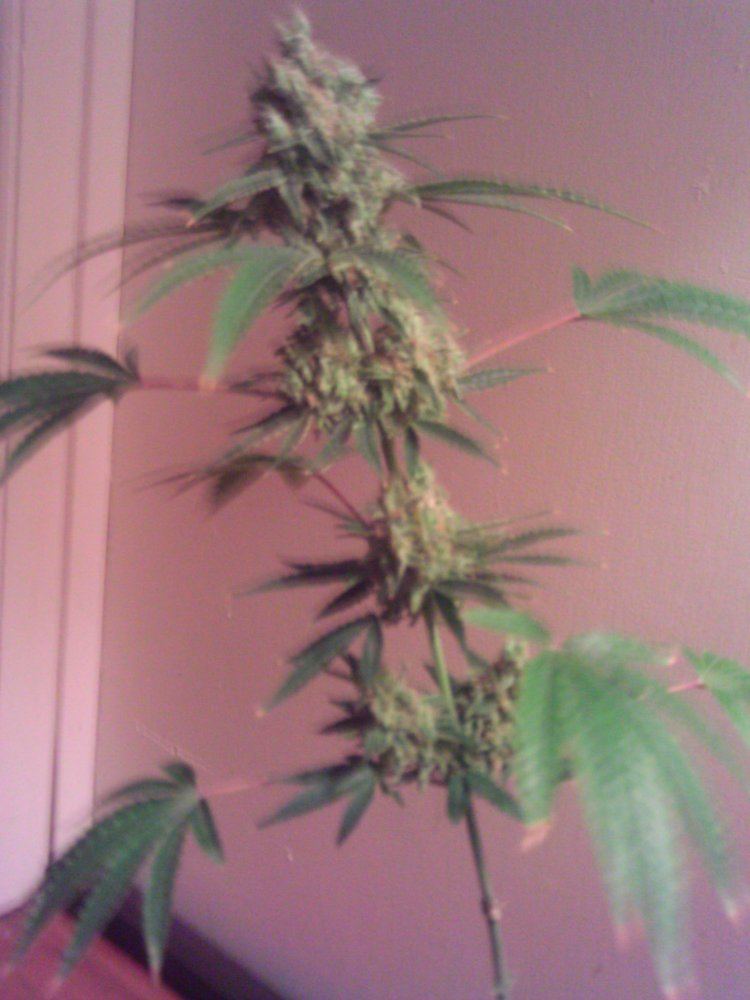 Afternoon Delight6 weeks