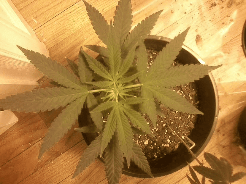 AfternoonDelight x C99Fem6daysbloom2