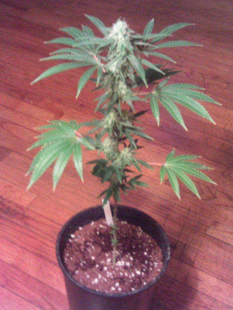 AfternoonDelight4weeks