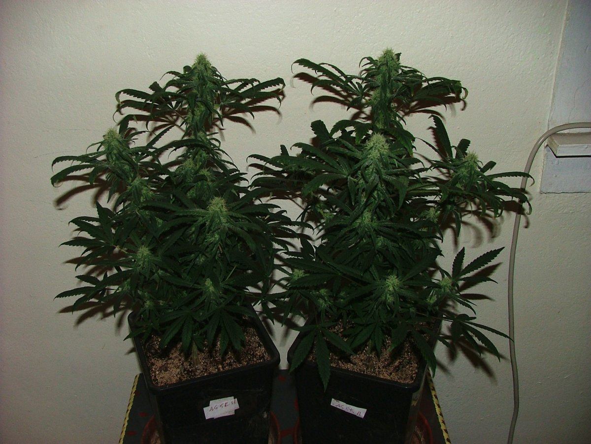 Ag 1