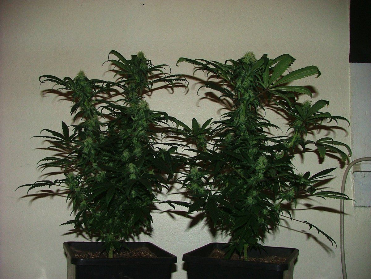 Ag 2