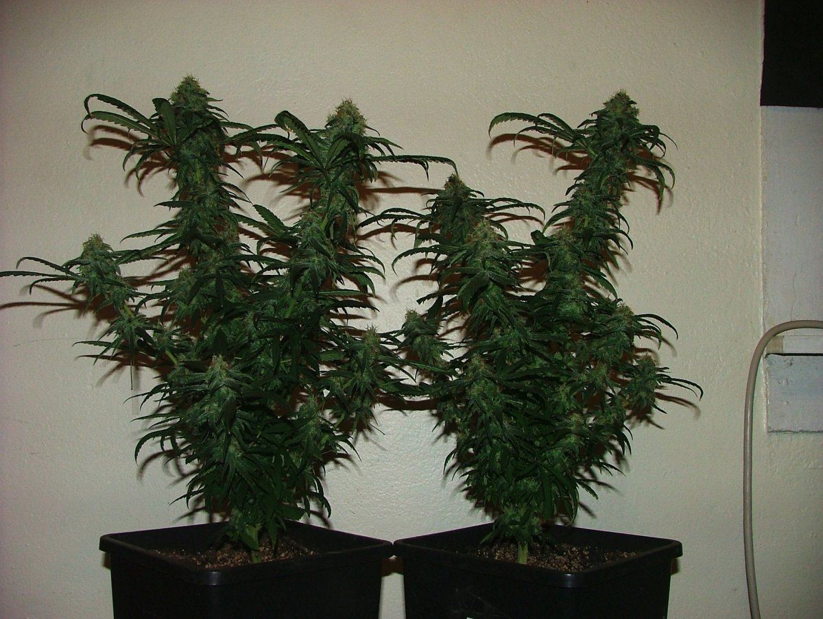 Ag 2