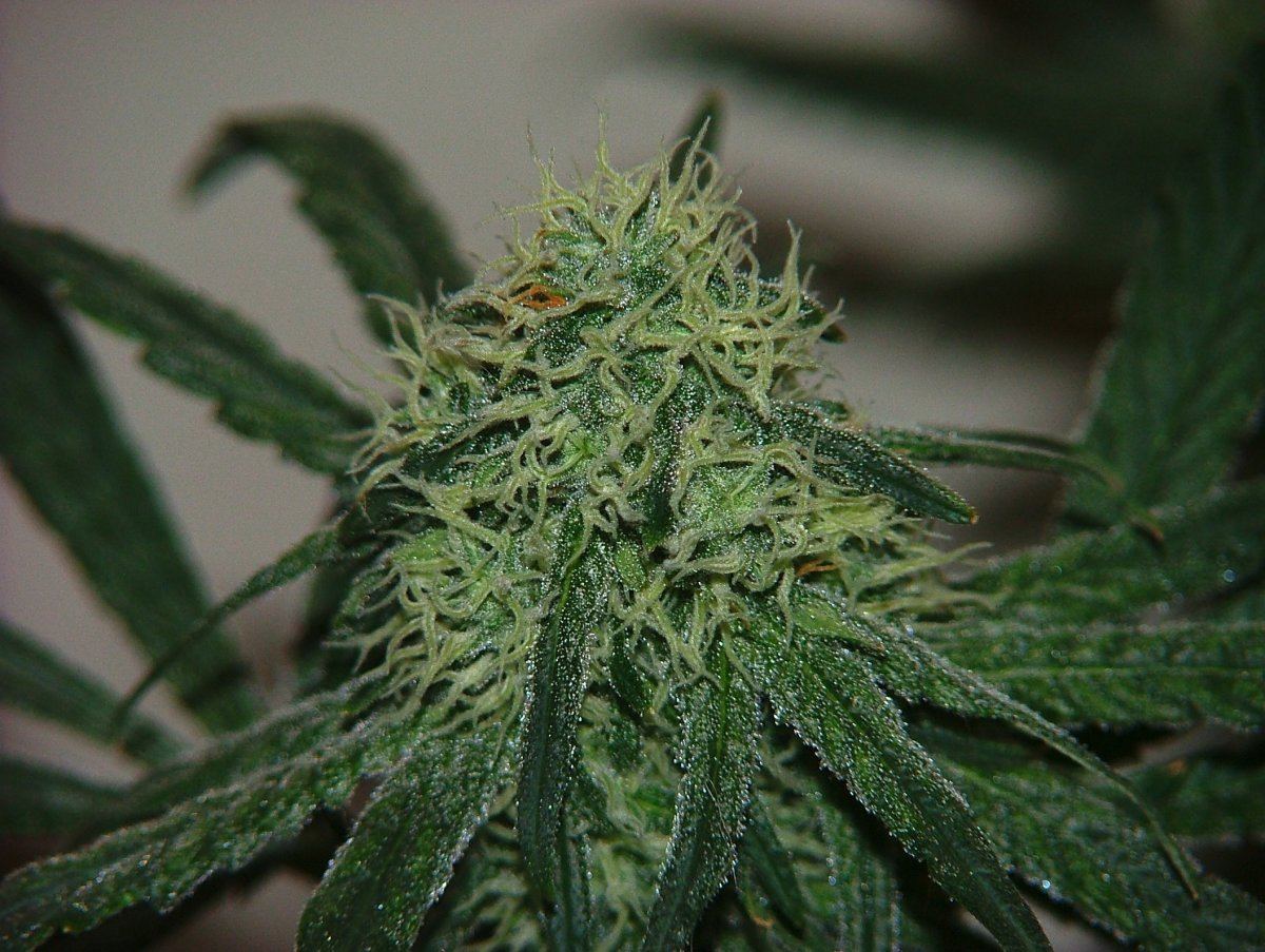 Ag 3