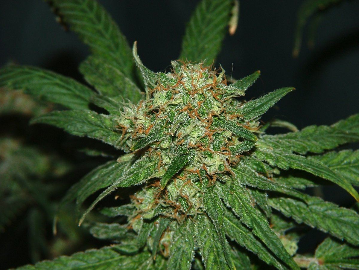 Ag 3