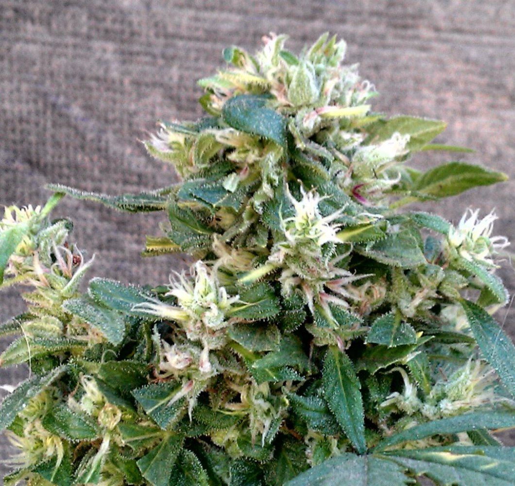 AG cu  56 days