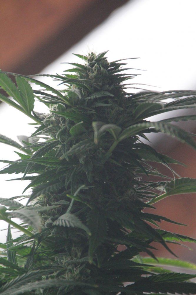 AG