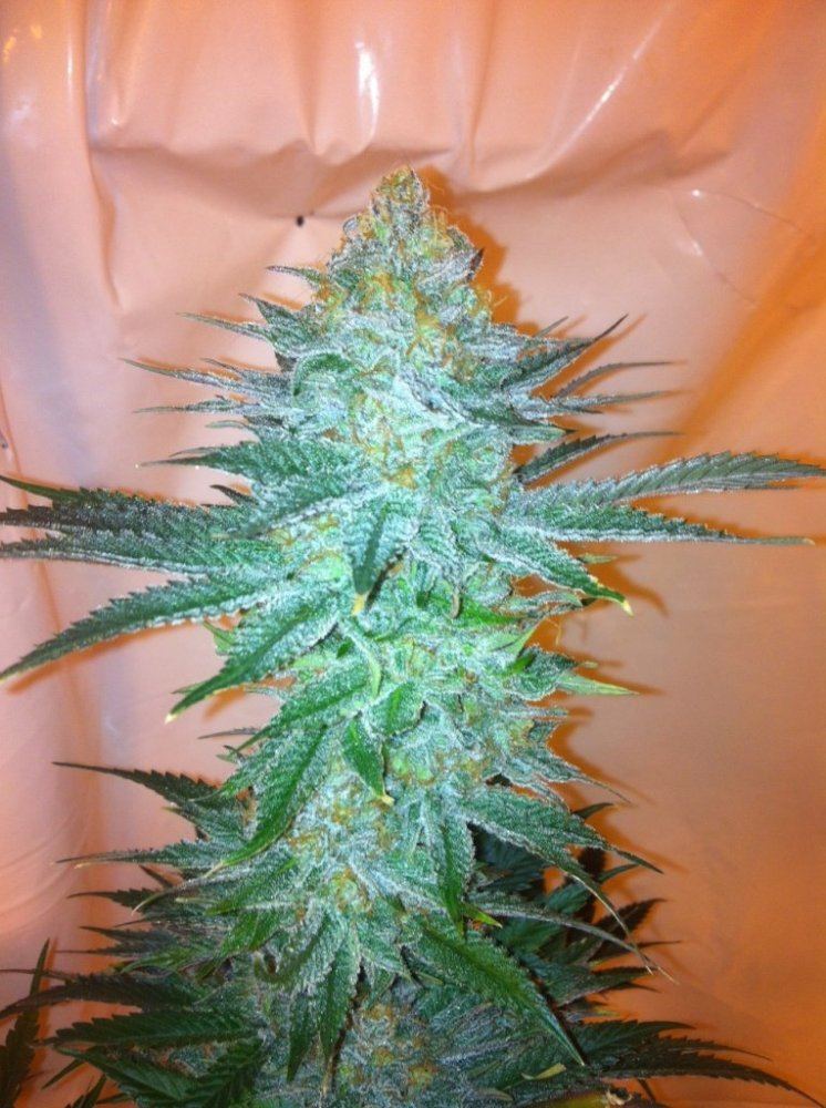 AG