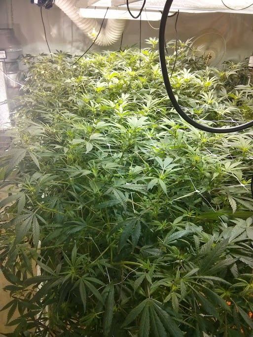 Ag