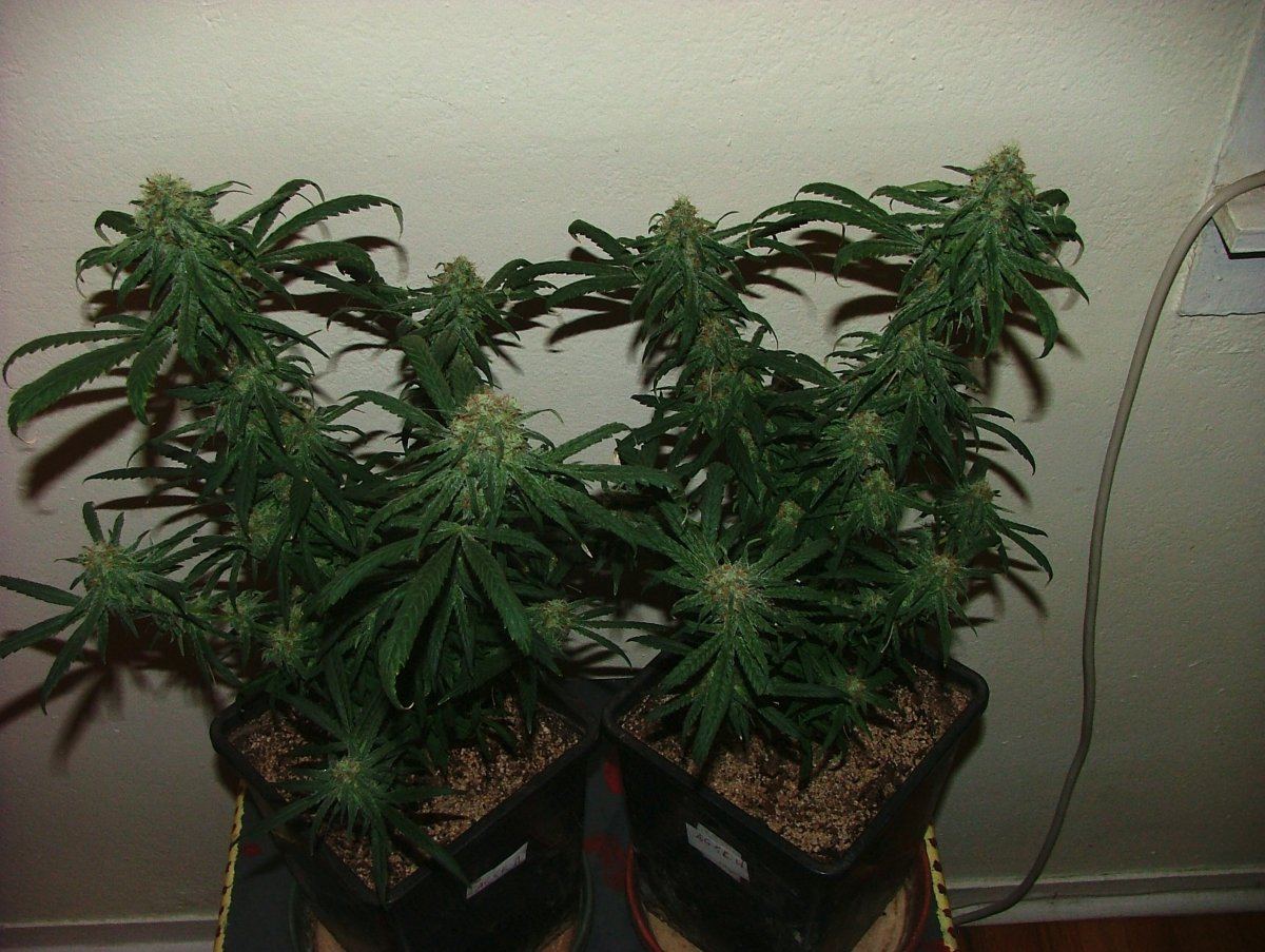 Ag