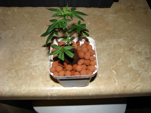 Agent Orange  142