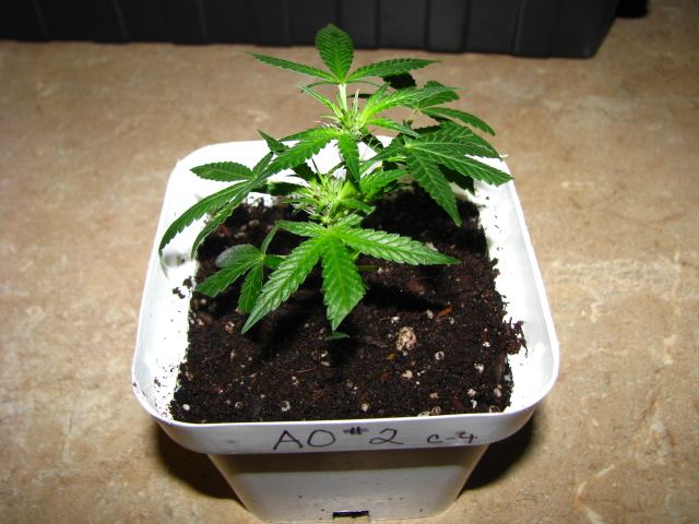 Agent Orange  145