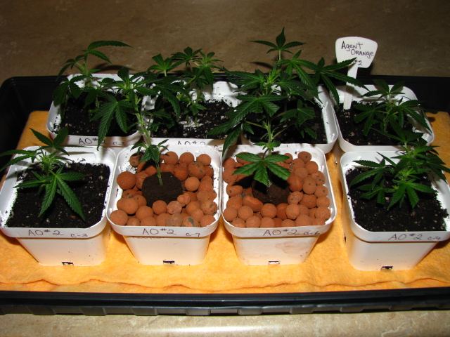 Agent Orange  146