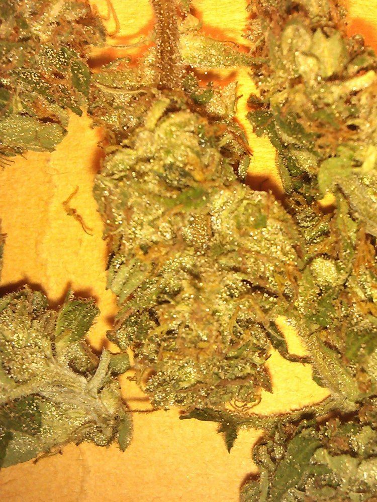 Agent orange 4
