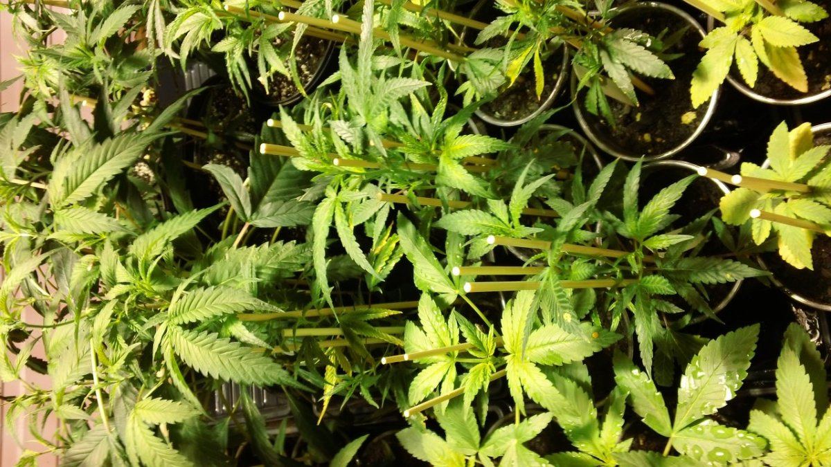 Agent Orange clones