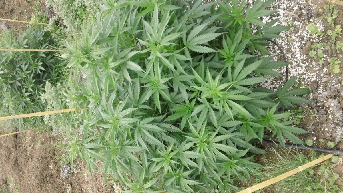 Agent orange