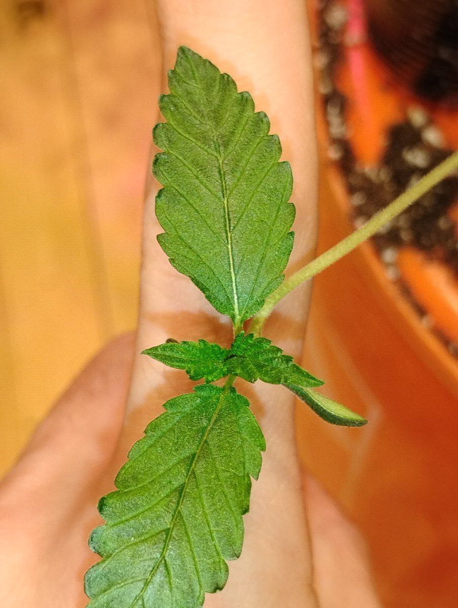 Agent scullyf3 test grow 3