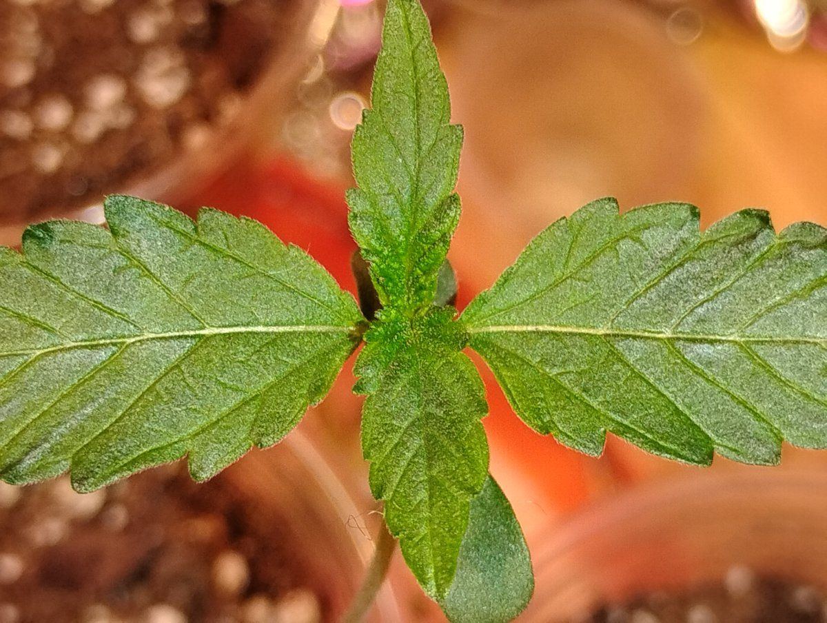 Agent scullyf3 test grow 4