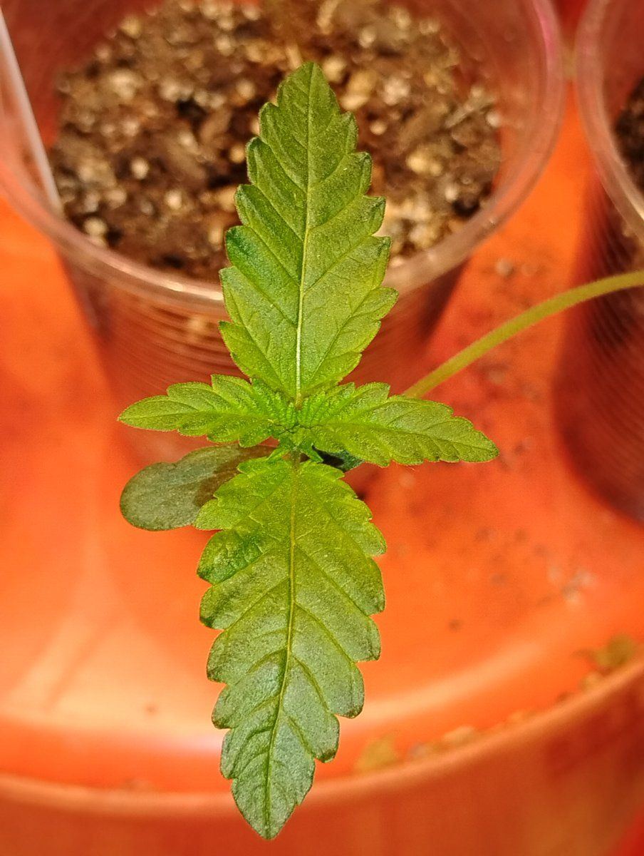 Agent scullyf3 test grow 5
