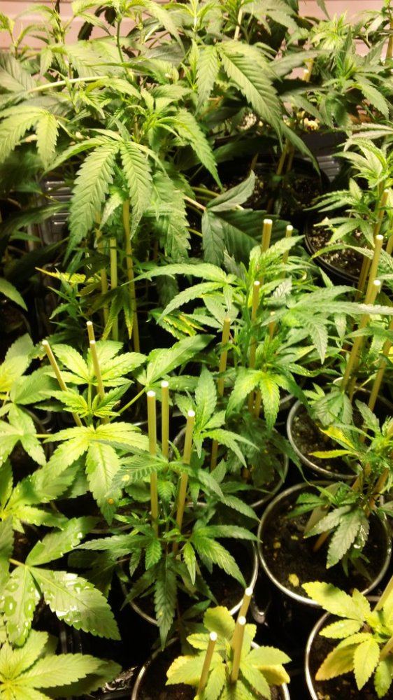 Agent Orange clones