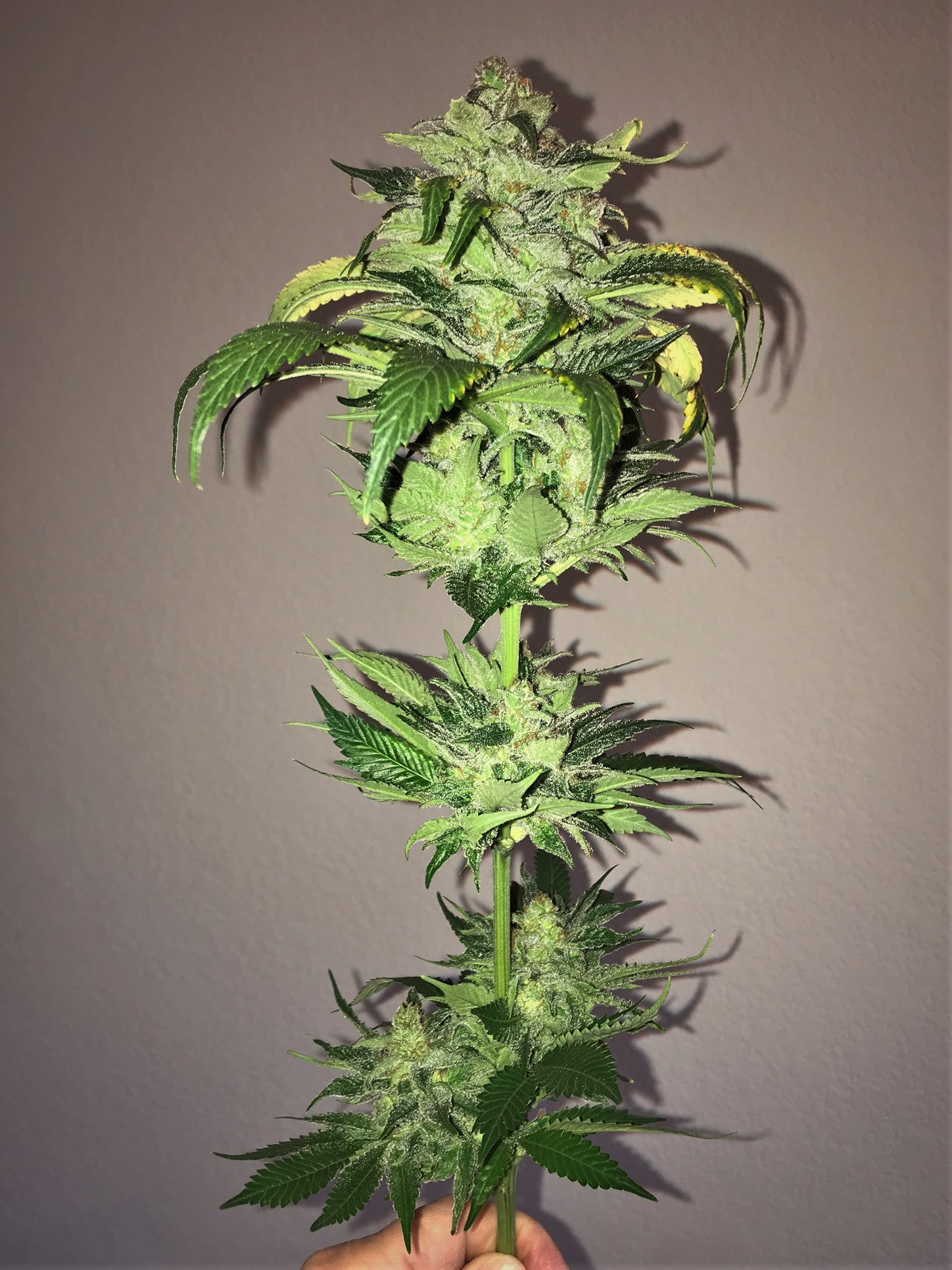 AGF Bud Inside