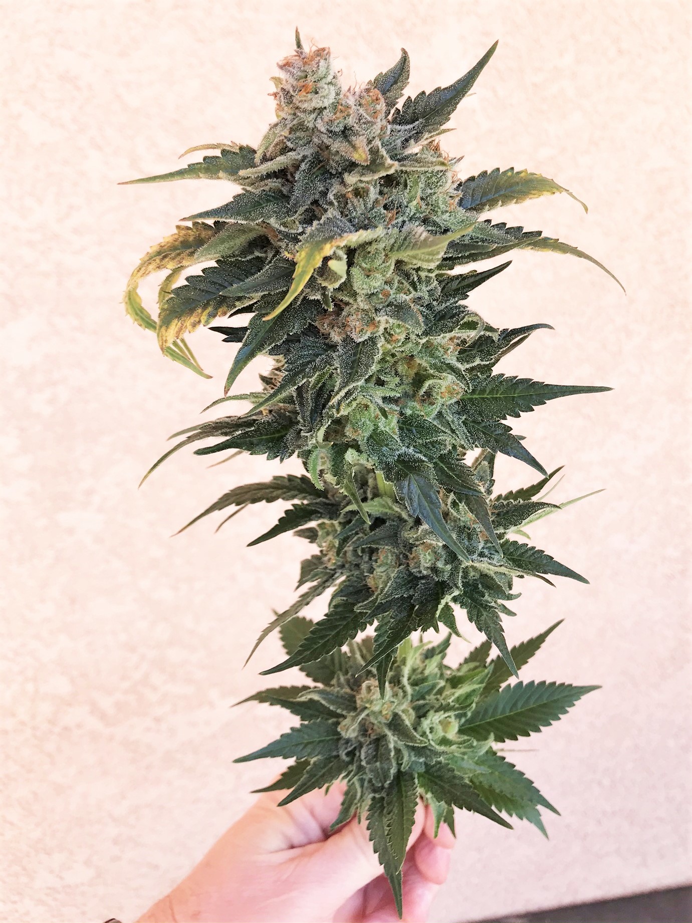 AGF Bud Outside