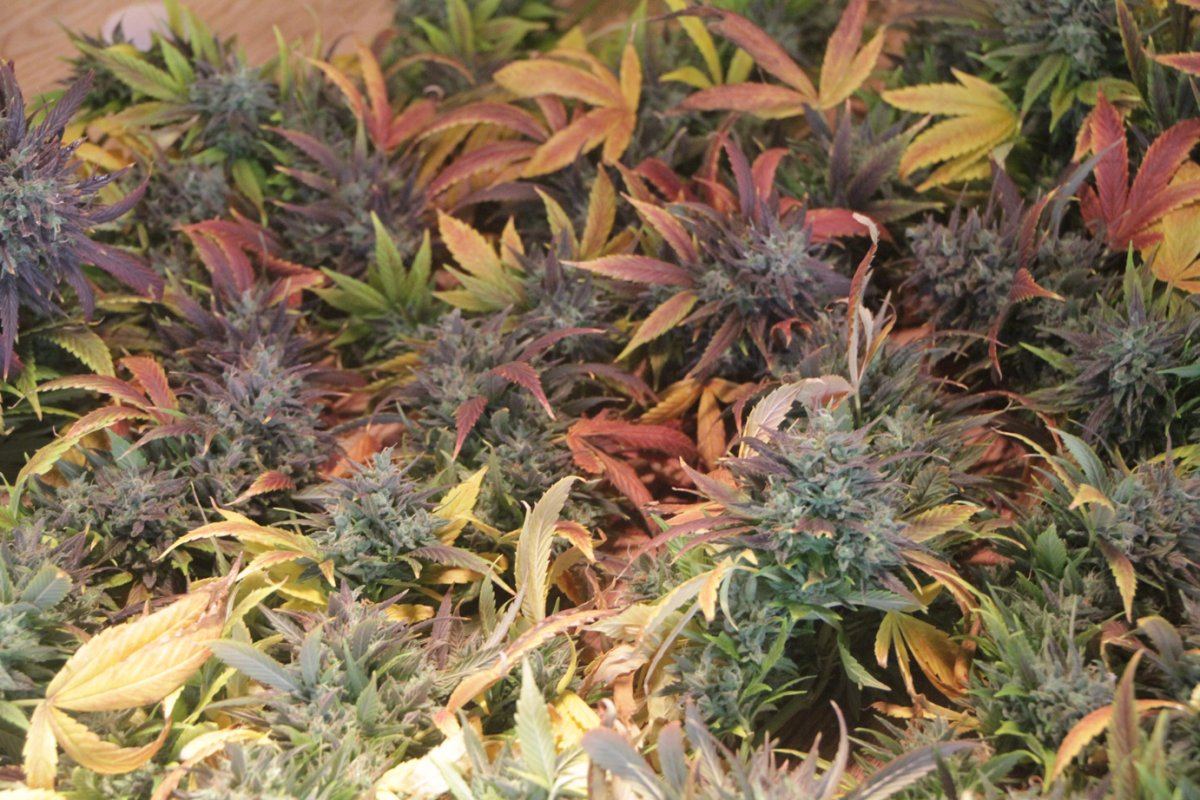 AGflowers