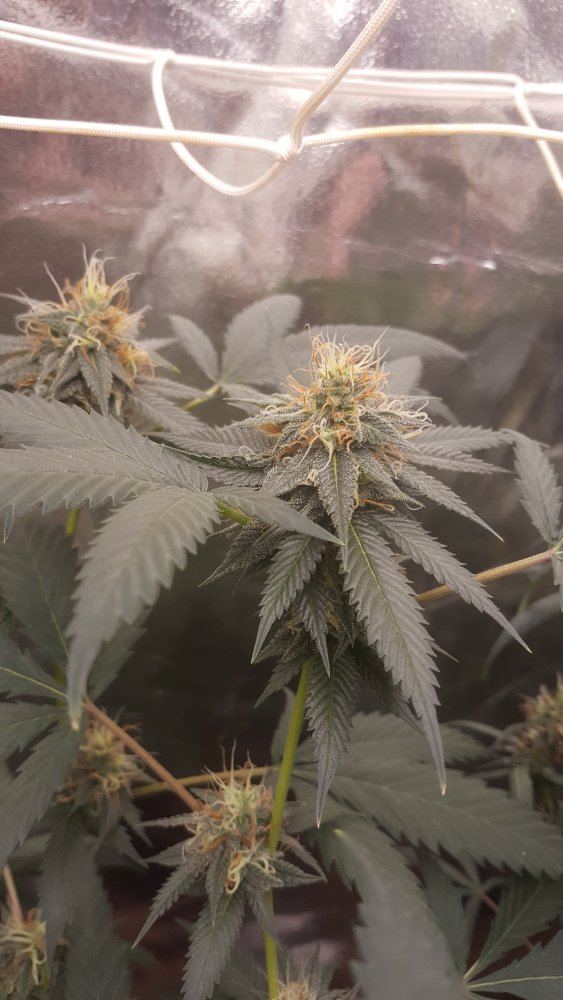 Aint that a pisser 6