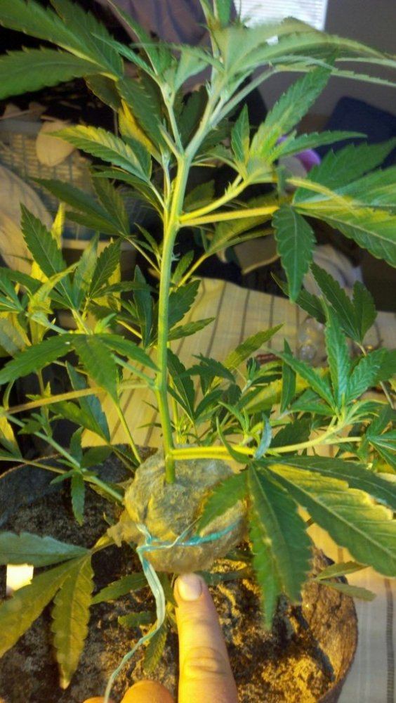 Air layer gsc