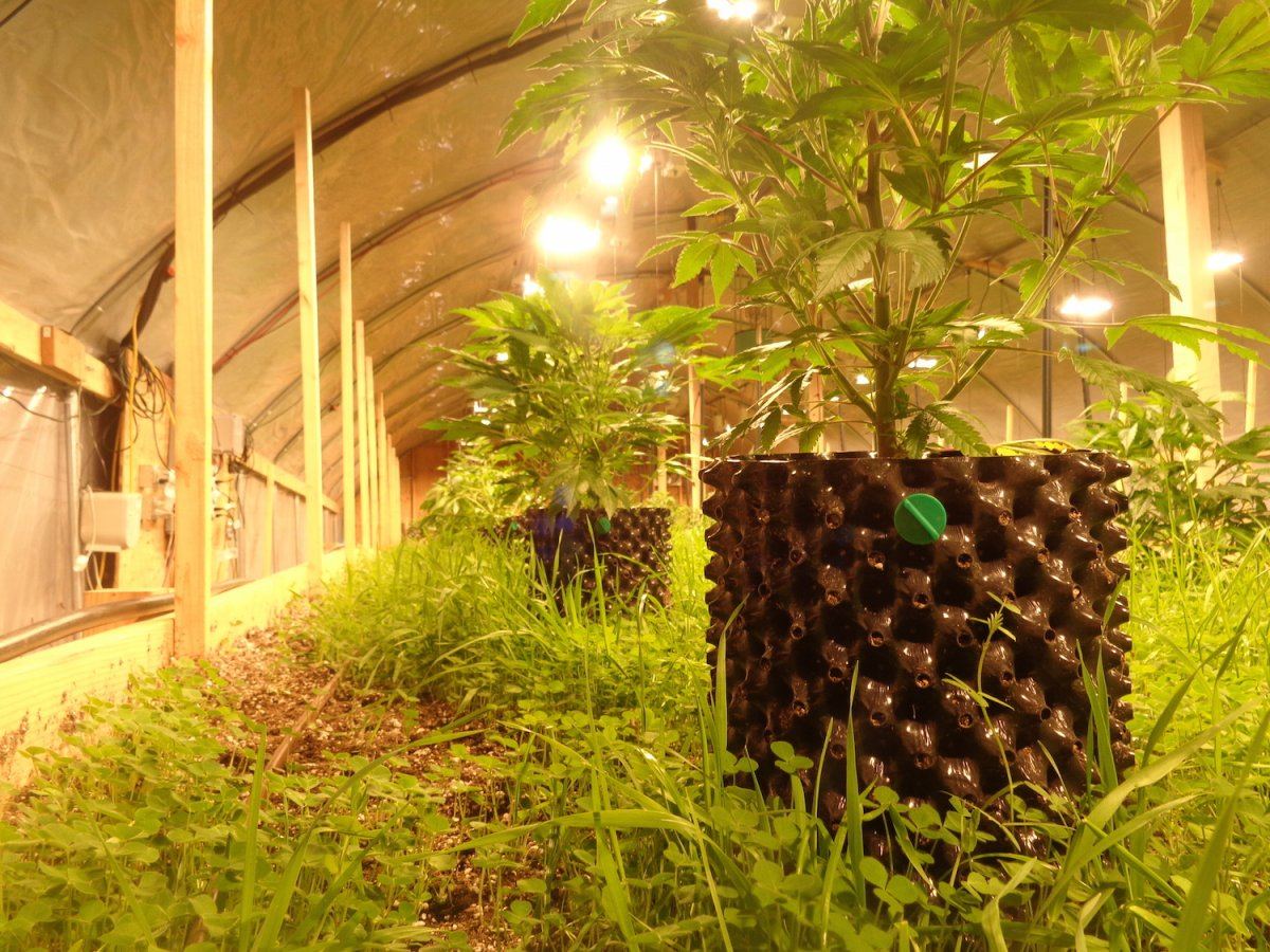 Airpottransplanto