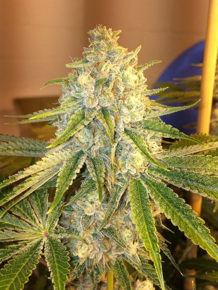 Aj sour