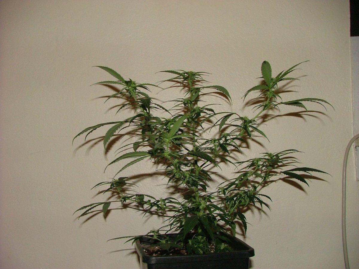 AK 2