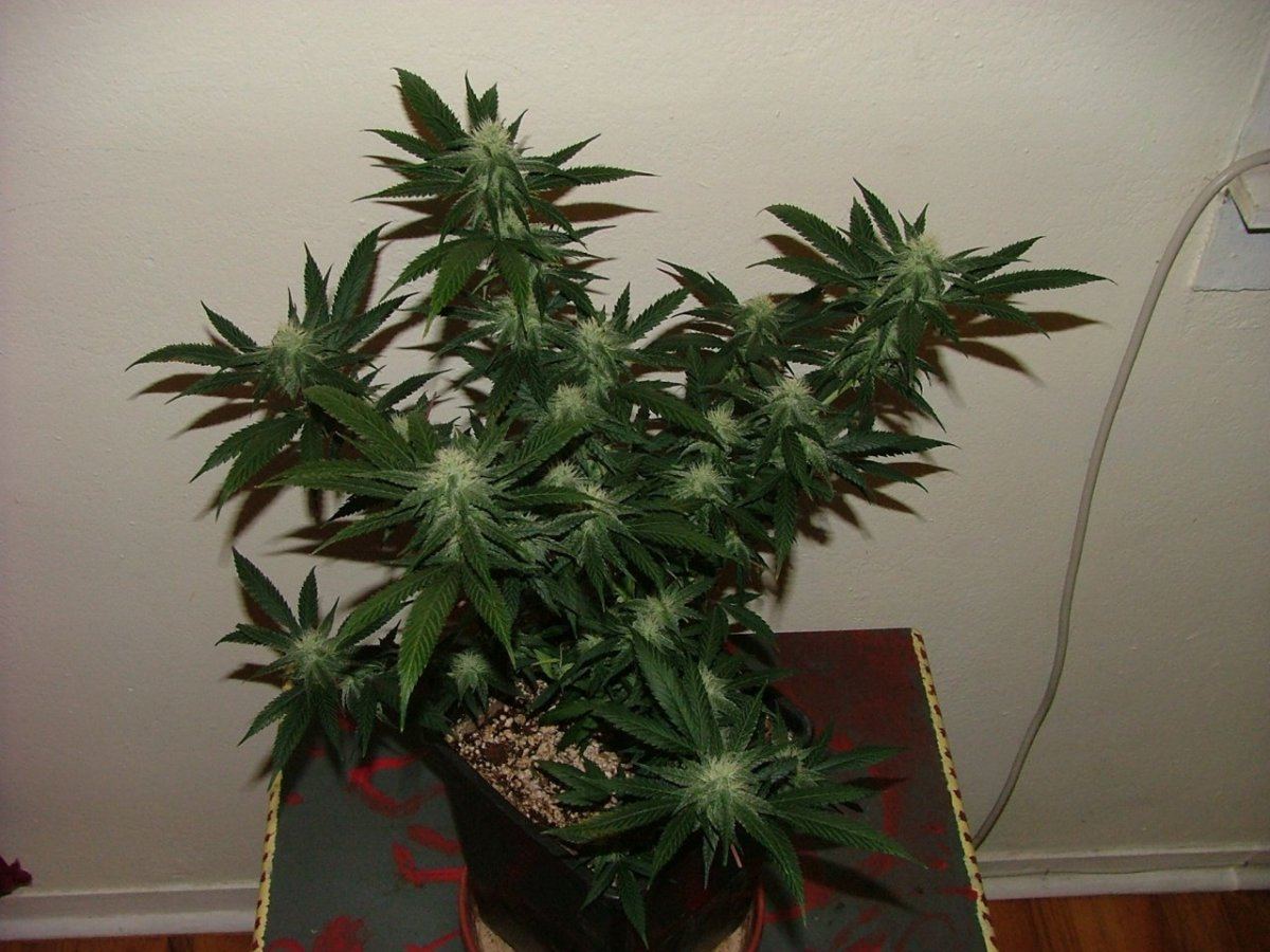 AK 2