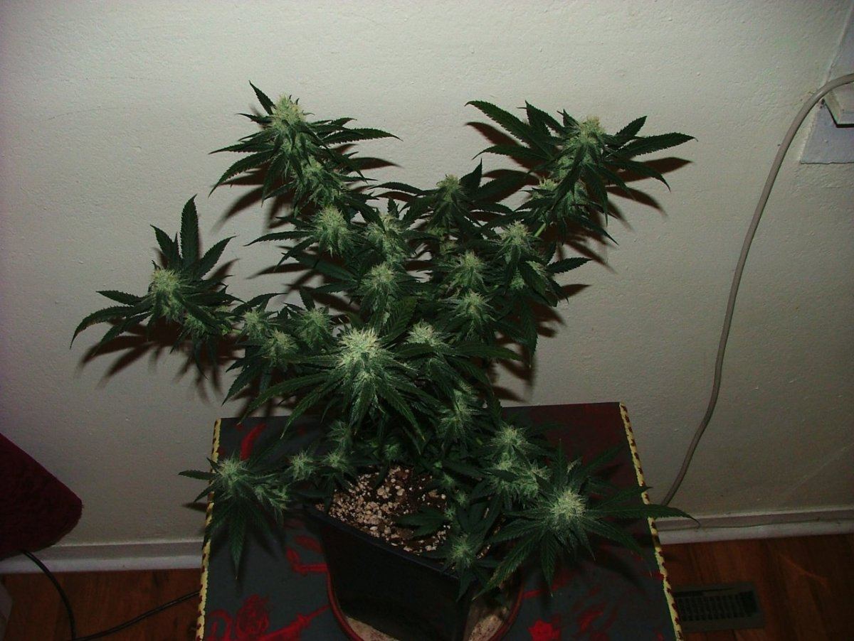 Ak 2