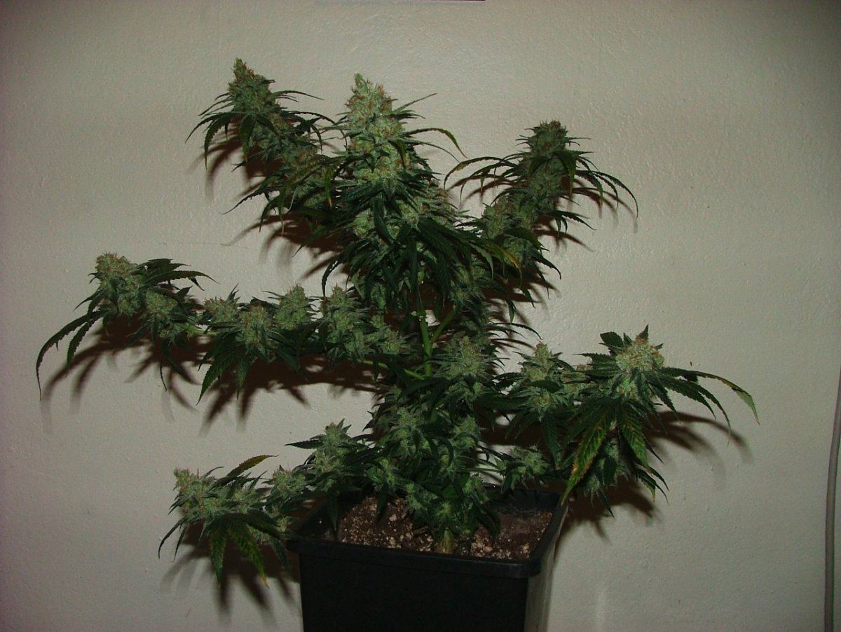 AK 2