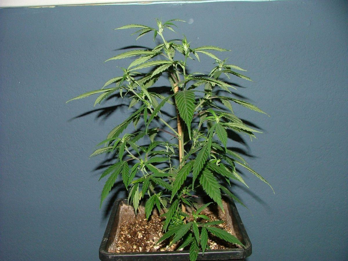 Ak 2