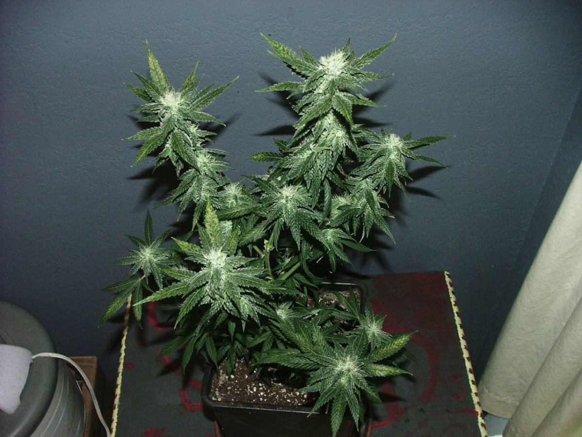 Ak 2