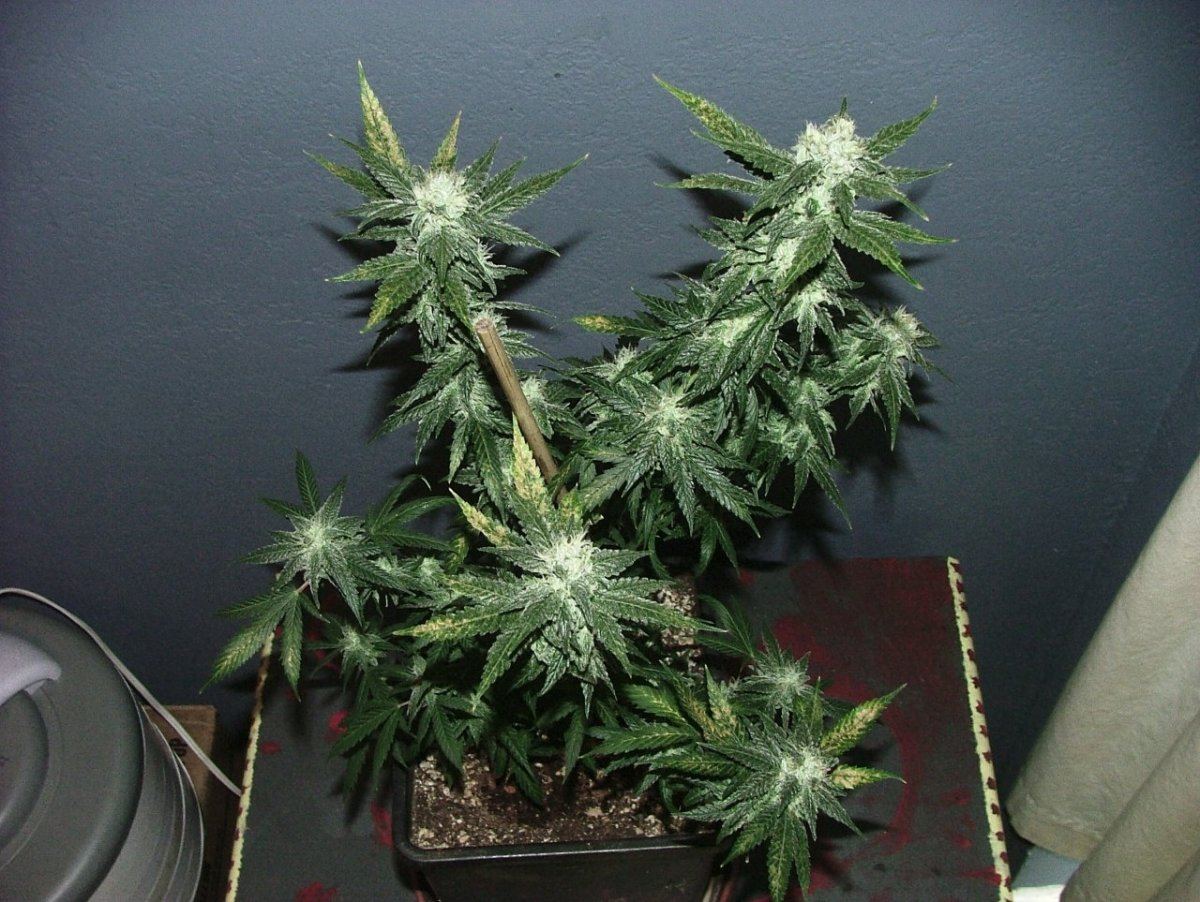 Ak 2