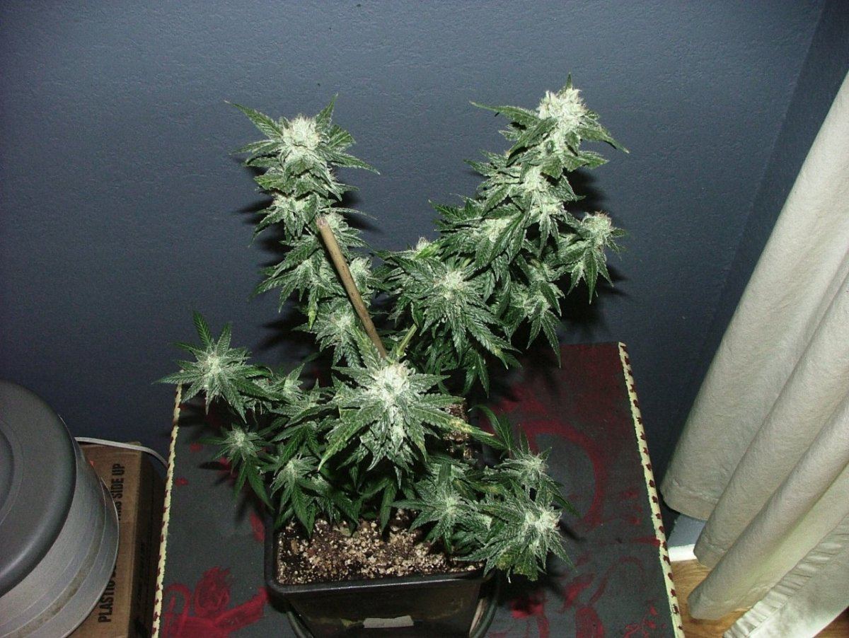 Ak 2