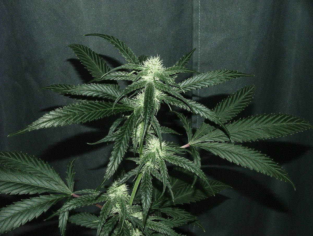 Ak 2